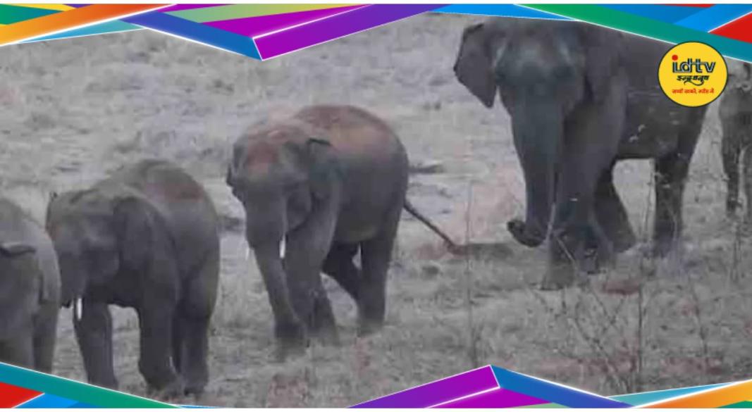 Elephants in Garhwa