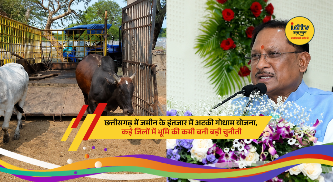 Stray cattle standing on road in Chhattisgarh amid delays in Godham shelter scheme implementation