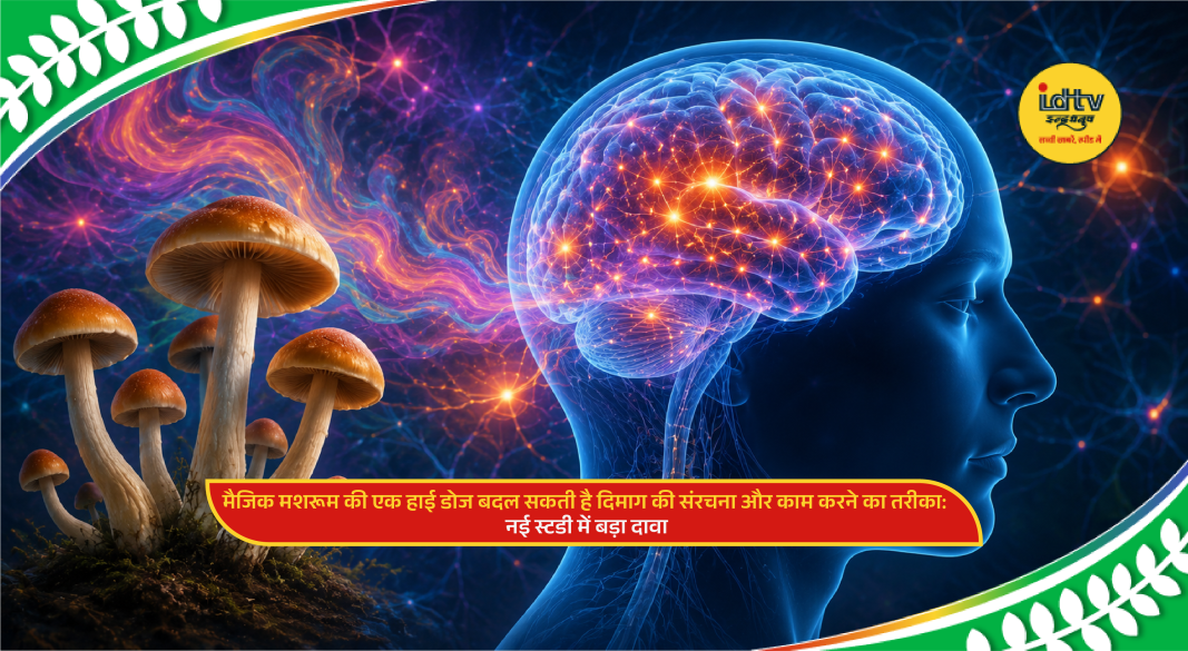 Scientific illustration of brain activity changes after psilocybin magic mushroom dose during neuroscience research