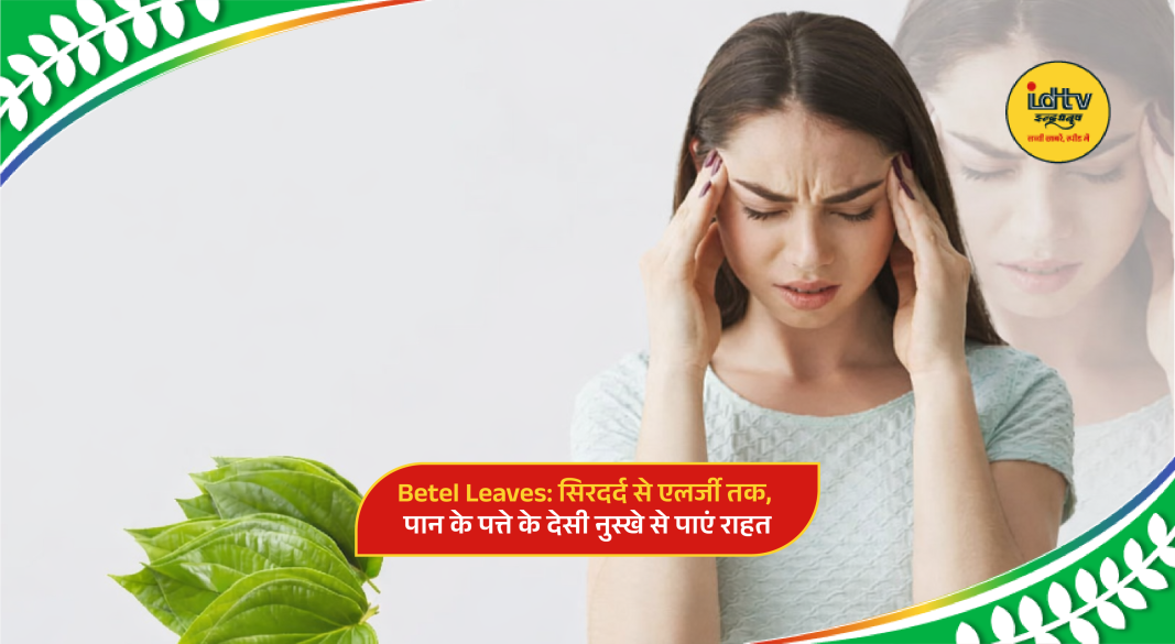 Fresh green betel leaves used in Ayurveda for headache, digestion, immunity and natural home remedies
