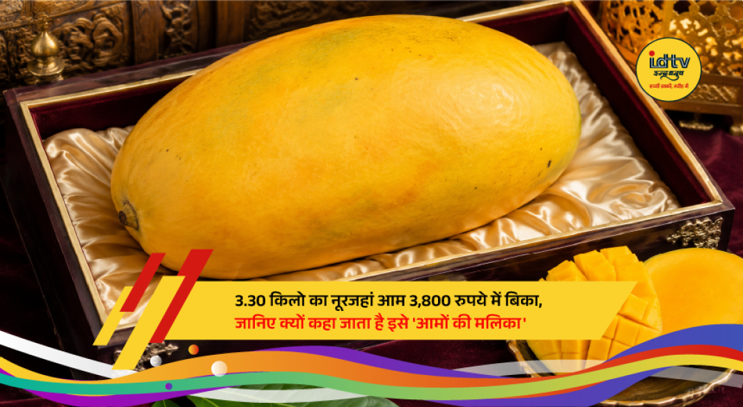 Rare Noorjahan mango weighing 3.30 kilograms displayed by farmers in Madhya Pradesh's Alirajpur district.