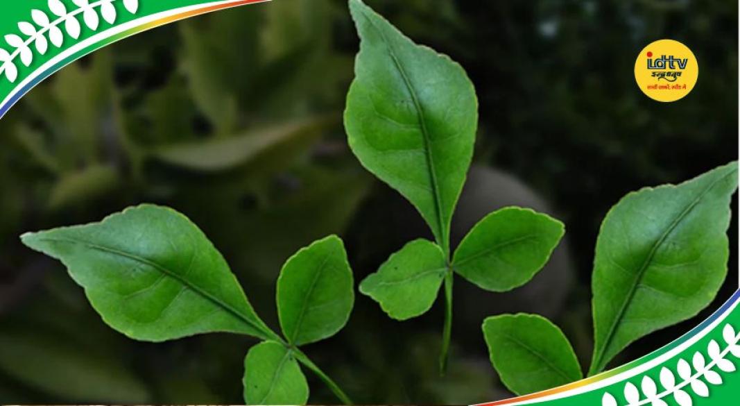 Bael leaves health benefits