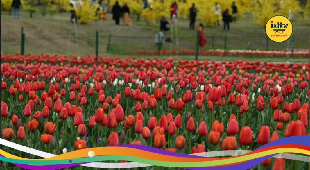 Kashmir tulip hub