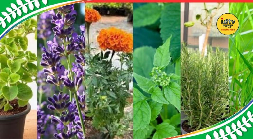 Mosquito repellent plants