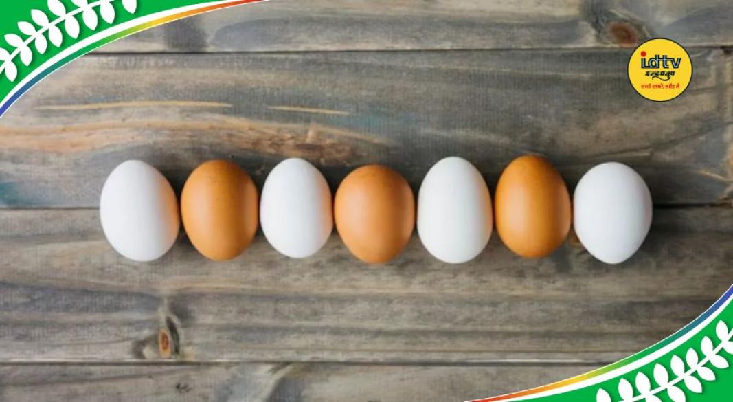 white vs brown eggs
