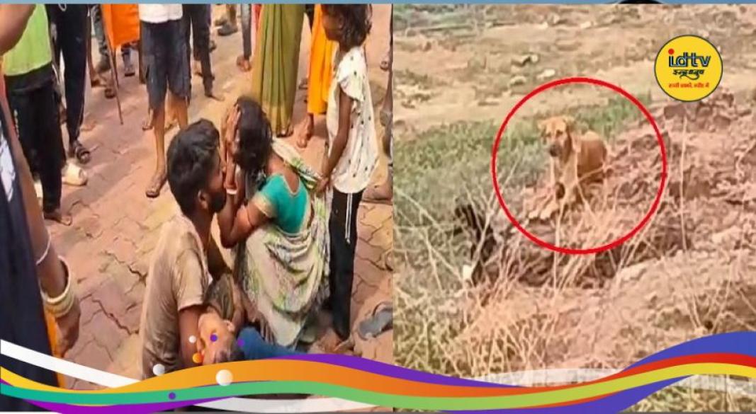 Stray dogs attack