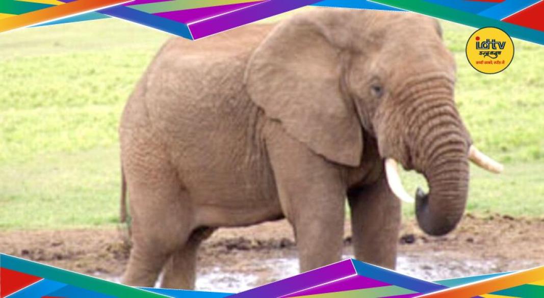 elephant rampage