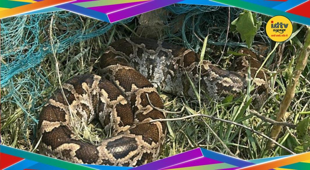 snake rescue news