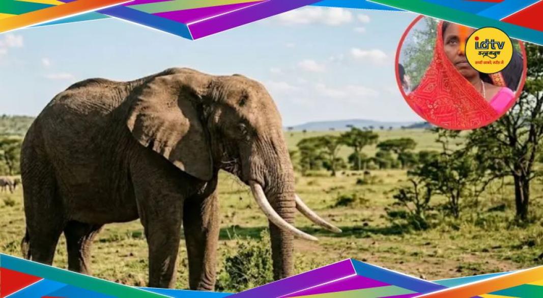 Koderma Elephant Attack