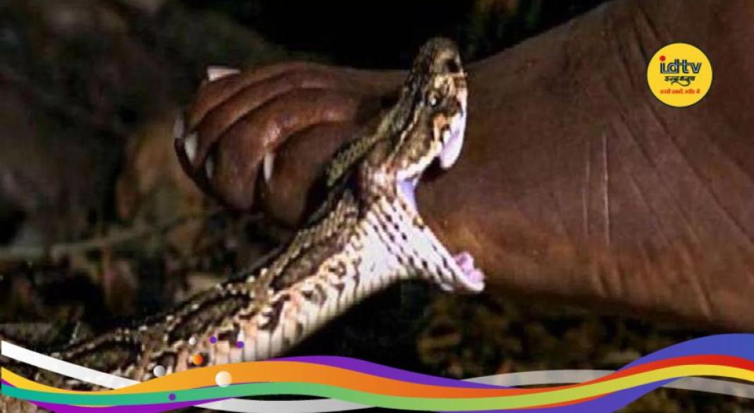 World Snake Day