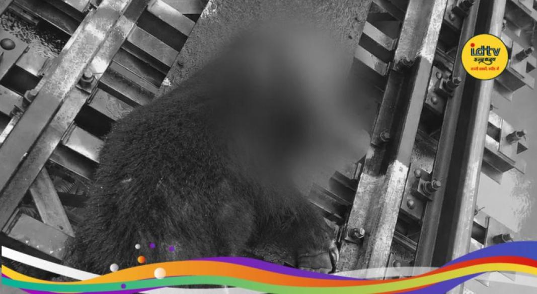 Bear Hit by Train